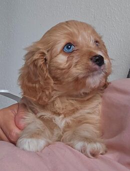 Cavalier King Charles/Toypudel Welpen Cavapoo Mini Pudel Doodle - Erfurt