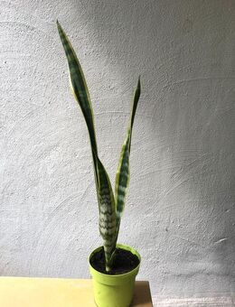 Bogenhanf Sansevieria Laurentii - Düsseldorf