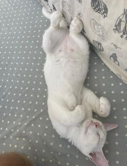 Albina aus dem Tierschutz - Grevenbroich