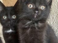 Katzenbabys - Geisenfeld