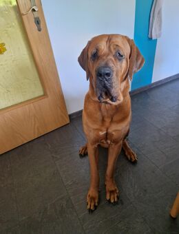 Süsse Hündin sucht neues Zuhause - Bohmte