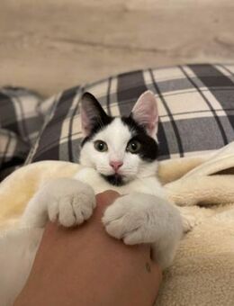 Pava will nach Hause kommen - Ellerbek