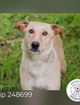 Chip 248699: sucht ein Zuhause - Kirchzell
