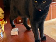 Hauskatze weiblich - Öhningen