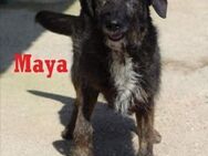 MAYA ❤ sucht Zuhause oder Pflegestelle - Langenhagen