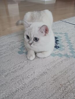 Britischkurzhaar Katze 2 Jahre jung sucht ein liebevolles zuhause - Trossingen