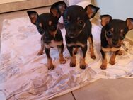 Zwergpinscher chihuahua mix mini - Winnweiler