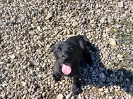 🐾 Kleiner Welpe Bono sucht Liebe 🐾 - Eislingen (Fils)