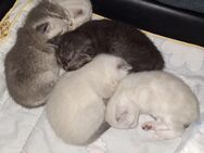 BKH Kitten abzugeben 500€ - Trittau