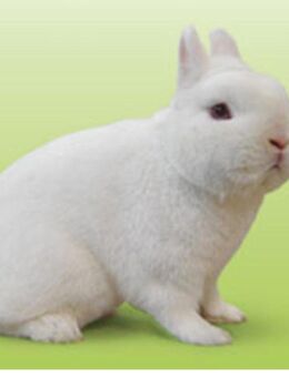 Biete Zwergkaninchen - Wolfschlugen