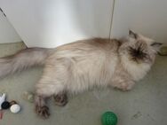 Perserkatze " Bärchen " an Katzenliebhaber sofort in Einzelhaltung abzugeben, - Rostock