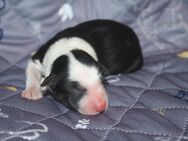 unsere Border Collie in Tricolor und Red ee sind da - Weißenhorn