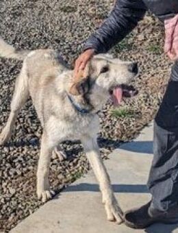 🆘Großer lieber Rocco lebt a.d. Kette🆘 - Eislingen (Fils)