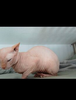 Sphynxkater - Unterwellenborn