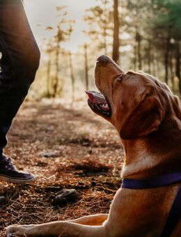 Belohnungsbasiertes Hundetraining - Gruppenkurse Welpenkurse Einzeltraining - Tauberbischofsheim