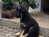 Schäferhund Mädchen 10 Wochen