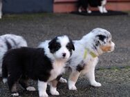 Australian Shepherd Welpen - Märkische Heide