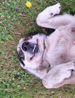TIMMY 💚💚💚anhänglich und liebenswert - Bad Karlshafen
