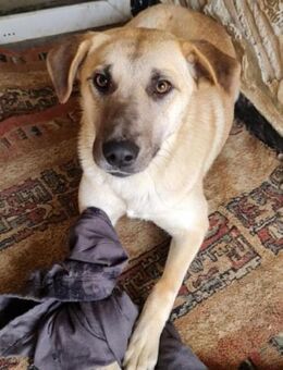 Kyra hübsche Lady sucht Anschluss - Langenhagen