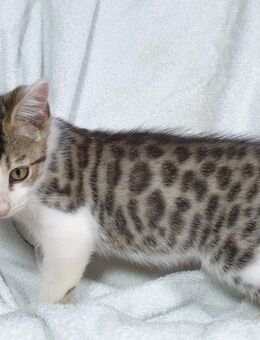 Kitten Bengal-EKH-Mix Kater Milo knapp 3 Monate - Kriftel