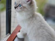 Vermittlung unserer geliebten BKH-Katze Mimi und ihrer Kitten - Berlin Neukölln