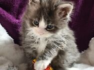 Maine Coon Kitten mit Stammbaum - Zell (Mosel)