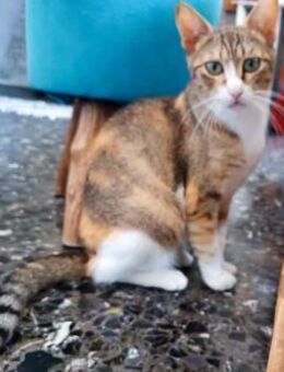 Marika aus dem Tierschutz - Grevenbroich