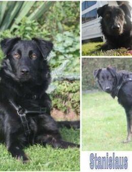 STANISLAUS -perfekter Begleiter- - Duisburg