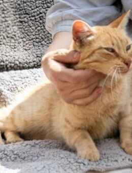 Ginger, ein Schmusekater! - Brunstorf