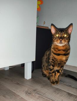 Bengal Kater Entwurmt, geimpft und gesund - Grevenbroich