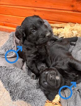 Süße Hundewelpen suchen Heim - Saarbrücken