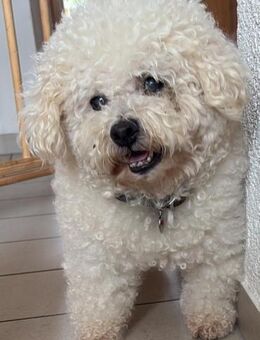 Gemütliche Hündin Sally - Obernheim