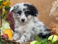 Mini Australian Shepherd, Aussie, Australien - Marsberg