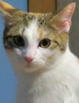 Soziales Katzenmädchen SAMBA ♥️ - München