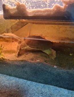 Chinesische Weichschildkröten - Geilenkirchen