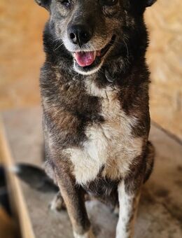 TILLY - liebevoll, ruhig und herzensgut - Weilheim (Oberbayern)