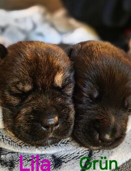 🐾 Herzensbrecher auf vier Pfoten: Labrador-Husky-Mix Welpen! 🐾 - Reichelsheim (Odenwald)