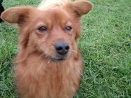 Bärchen (Balou) sucht sein Zuhause - Höchst (Odenwald)