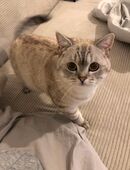 🐾 Britisch Kurzhaar Kater – Silber, gesund & kinderlieb 🐾 in 04107