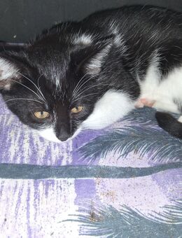 EKH / Mix Kitten ab sofort abzugeben - Magdeburg