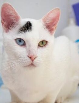 Frondoso - Hingucker sucht Zuhause - Bad Camberg