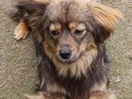 Roxy, a.d.Tierschutz, kleine aufgeweckte Hundedame - Boxberg (Oberlausitz)