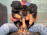 Deutscher Schäferhund Welpen - Recklinghausen
