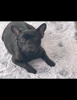 Französische Bulldogge - Berlin Reinickendorf