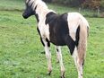 black-tobiano Pinto-Stute (Paint x Pole) in 36124