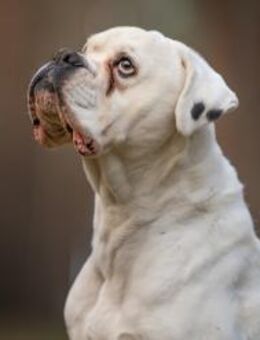 Tequila - will endlich ankommen - Salzwedel (Hansestadt) Zentrum