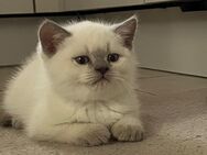 Kuschelige BKH Kitten in liebevolle Hände abzugeben ❤️ - Stuhr