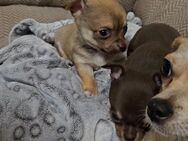 Chihuahua-Männchen (Kurzhaar) sucht liebevolle Familie! - Uder