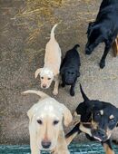 süße Labrador-Welpen in 54636