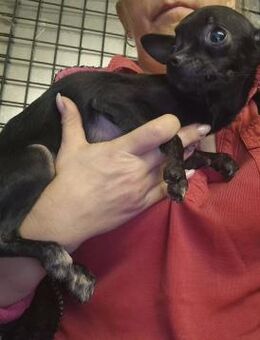 🌸 Yamy Zartes Chihuahua-Mädchen - Kassel